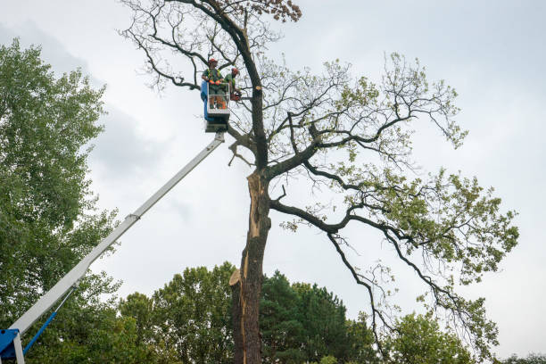 Why Choose Our Tree Removal Services in San Luis, AZ?